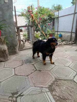 Molly   fröhliche Spaniel-Mix-Hündin sucht Menschen fürs Leben  Bild 7