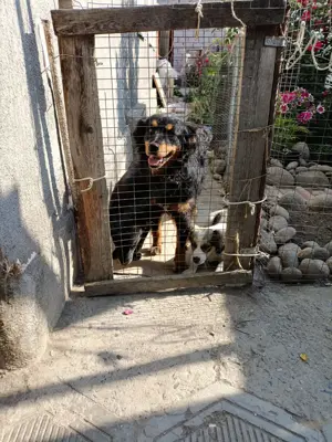 Molly   fröhliche Spaniel-Mix-Hündin sucht Menschen fürs Leben  Bild 8