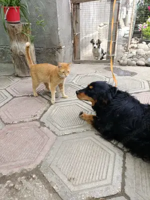 Molly   fröhliche Spaniel-Mix-Hündin sucht Menschen fürs Leben  Bild 9