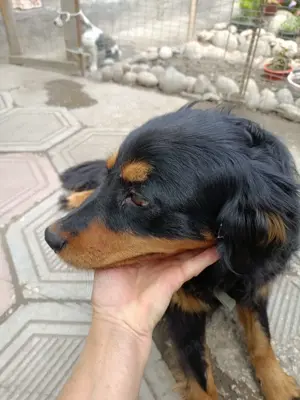 Molly   fröhliche Spaniel-Mix-Hündin sucht Menschen fürs Leben  Bild 4