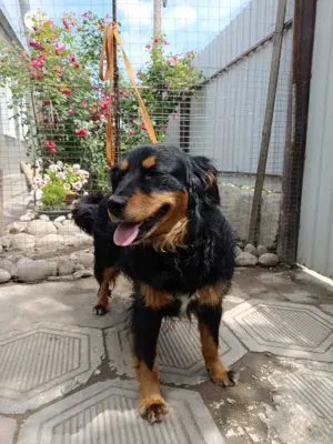 Molly   fröhliche Spaniel-Mix-Hündin sucht Menschen fürs Leben  Bild 2