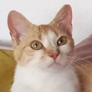 Talina, geb. ca. 11 2024 lebt in GRIECHENLAND, auf einer privaten Pflegestelle 