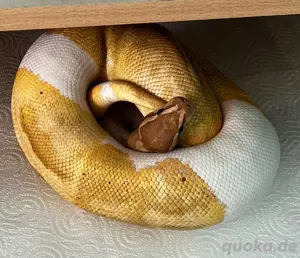 0.1 Banana GHI Pied von 21