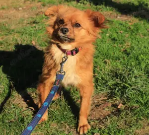 Wer hat ein Herz für *TIKA*? Bild 2