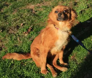 Wer hat ein Herz für *TIKA*? Bild 3