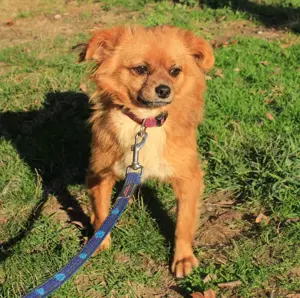 Wer hat ein Herz für *TIKA*? Bild 5