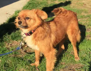 Wer hat ein Herz für *TIKA*? Bild 4