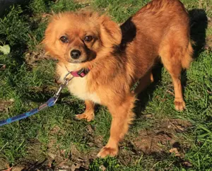 Wer hat ein Herz für *TIKA*? Bild 7