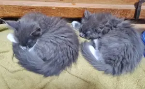 Wunderschöne reinrassige Maine Coon Mädchen, geimpft, gechipt und entwurmt suchen neue Familien