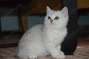 Wunderschöne BKH Babykatze - entwurmt und geimpft 