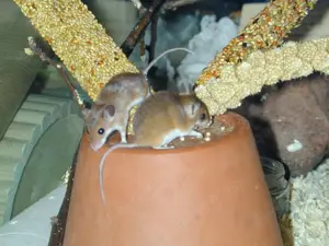 afrikanische Zwergmäuse (Mus minutoides) abzugeben