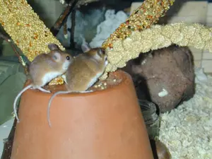 afrikanische Zwergmäuse (Mus minutoides) abzugeben Bild 2