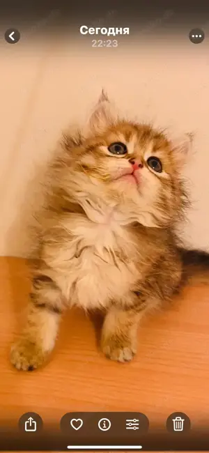 Sibirische Neva-Masquarade Kitten  Bild 4