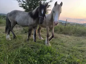 Konik Zweijähriger dunkler Grulla  Bild 7