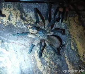 Vogelspinne Monocentropus balfouri 0.1