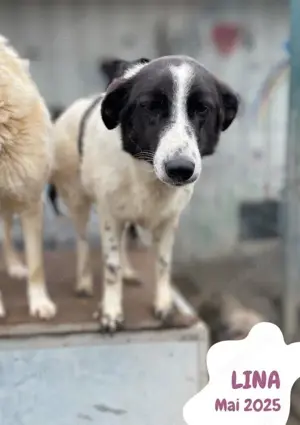 sehr liebe, menschenbezogene, hübsche Hündin "Lina" sucht ein liebevolles Zuhause  Bild 7
