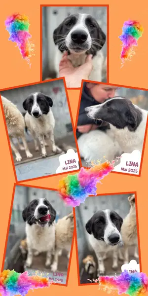 sehr liebe, menschenbezogene, hübsche Hündin "Lina" sucht ein liebevolles Zuhause 