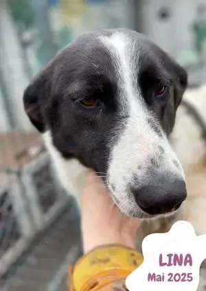 sehr liebe, menschenbezogene, hübsche Hündin "Lina" sucht ein liebevolles Zuhause  Bild 4