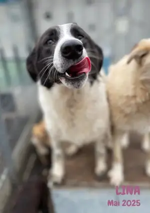 sehr liebe, menschenbezogene, hübsche Hündin "Lina" sucht ein liebevolles Zuhause  Bild 6