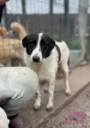 sehr liebe, menschenbezogene, hübsche Hündin "Lina" sucht ein liebevolles Zuhause  Bild 10