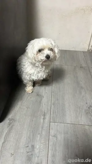 Maltipoo Welpen  Bild 6