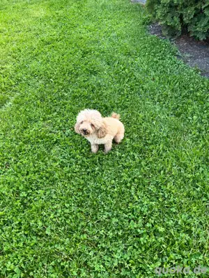 Maltipoo Welpen  Bild 7