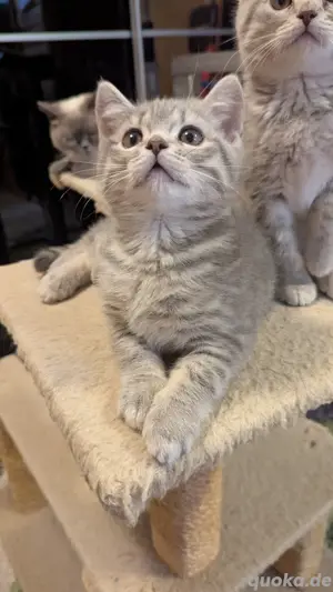 BKH Kitten 
