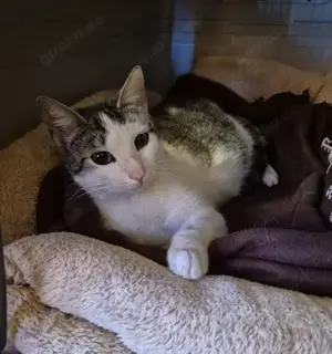 Kätzin Sadie stellt sich vor