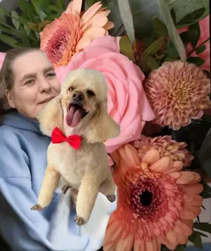 Mietwohnung 40 bis 50 m2 mit kleinem ruhigen Hund 8 Jahre jung 38 cm und ruhig