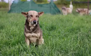 Schäferhund-Mischling Tango			 Bild 3