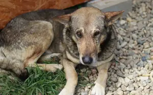 Schäferhund-Mischling Tango			 Bild 4