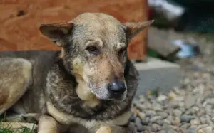 Schäferhund-Mischling Tango			 Bild 2