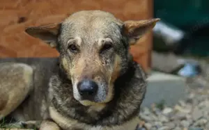 Schäferhund-Mischling Tango			