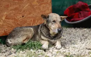 Schäferhund-Mischling Tango			 Bild 6