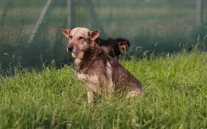 Schäferhund-Mischling Tango			 Bild 5