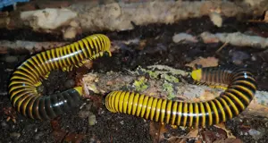 Salpidobolus sp. Bumble Bee - Tausendfüßer - Asseln - Terrarium Bild 2