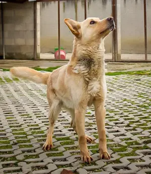 *MATEL* Der freundliche Rüde freut sich über eine gesicherte Freifläche in seiner neuen Familie