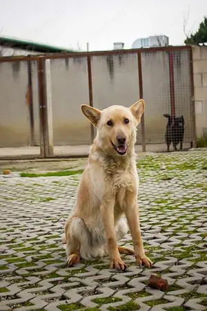 *MATEL* Der freundliche Rüde freut sich über eine gesicherte Freifläche in seiner neuen Familie