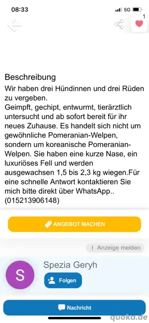 SIND BETRÜGER!!!!! Pomeranian Zwergspitz  Bild 10