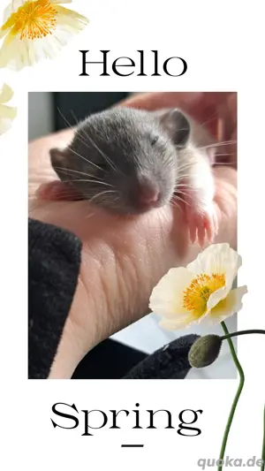 Farbratten Babys Ratten Babys total verkuschelt und kinderlieb  Bild 2