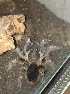 Vogelspinne Aphonopelma seemanni Weiblich Adult