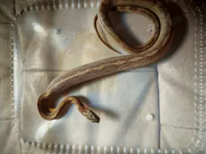 Kornnatter abzugeben 