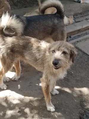 NALA - sucht ihr Für-immer-Zuhause (wartet in Rumänien) Bild 8