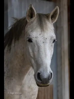 Pflegebeteiligung evtl. Reitbeteiligung gesucht
