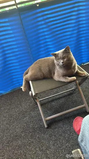 BKH Deckkater! Bild 6
