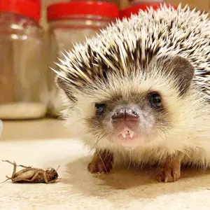 African pygmy hedgehogs Bild 7