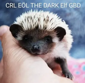 African pygmy hedgehogs Bild 5