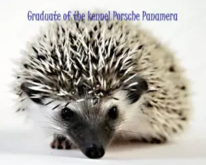 African pygmy hedgehogs Bild 6