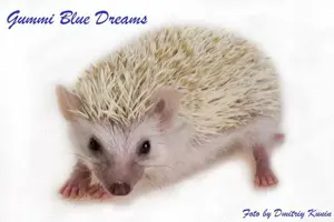 African pygmy hedgehogs Bild 4