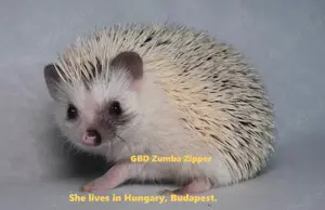 African pygmy hedgehogs Bild 8